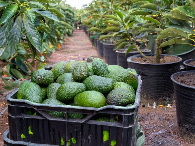 foto realista, cultivo de aguacate con unos containers al fondo ___ 08-01-2025 at 12-14-13